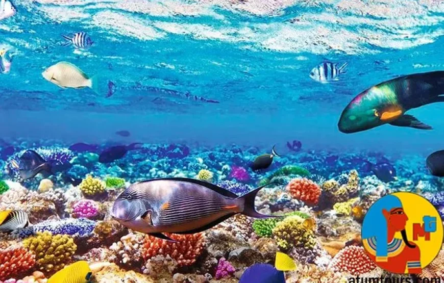 Sharm El Sheikh: crociera di lusso in yacht a Ras Mohammed e White Island