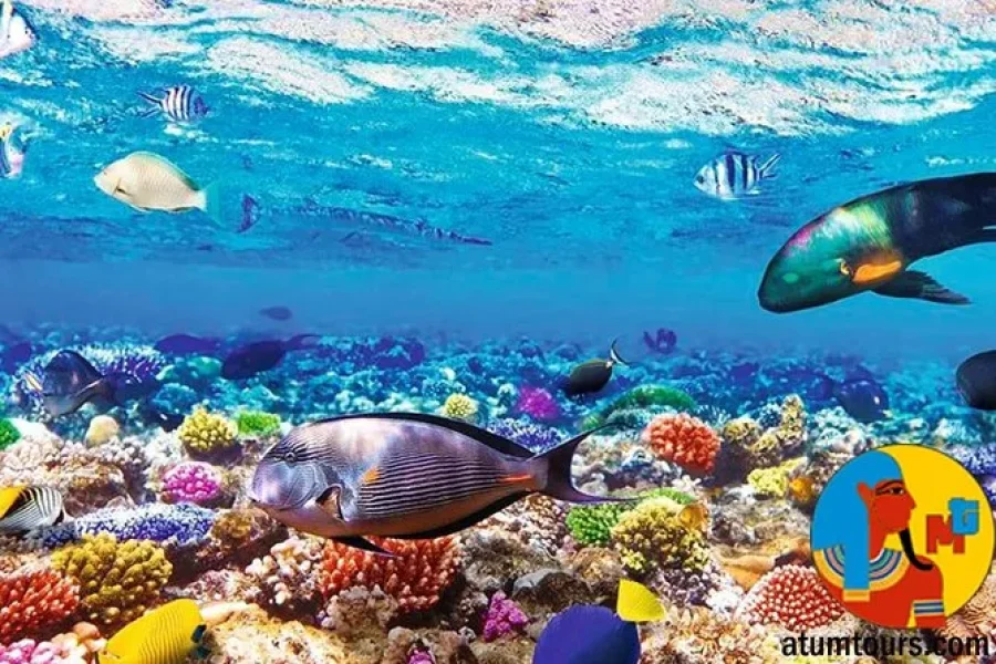 Sharm El Sheikh: crociera di lusso in yacht a Ras Mohammed e White Island